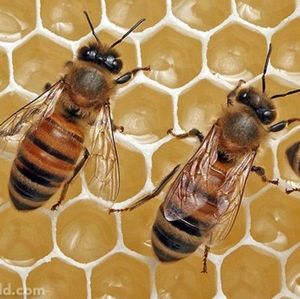 Meet your Posher, Gwendolyn